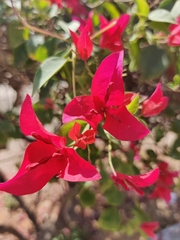 Bougainvillea spectabilis