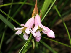 Tulbaghia coddii