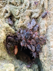 Spartocera