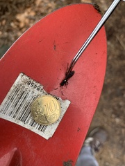 Ichneumon stramentor