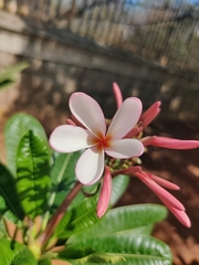 Plumeria
