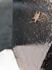 Proxys albopunctulatus