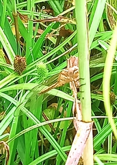 Orthetrum chrysostigma