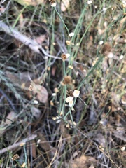 Lepidobolus drapetocoleus