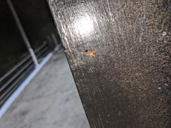 Proxys albopunctulatus