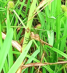 Orthetrum chrysostigma