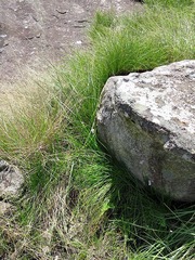 Tulbaghia coddii