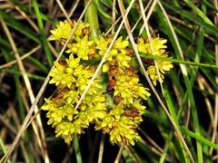Crassula vaginata minuta