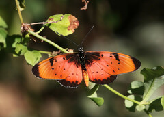 Acraea natalica
