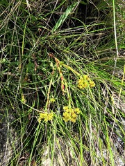 Crassula vaginata minuta