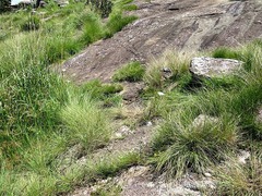 Crassula vaginata minuta