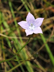 Wahlenbergia