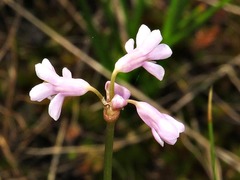 Tulbaghia coddii