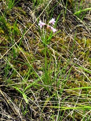 Tulbaghia coddii