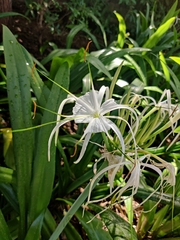 Hymenocallis littoralis