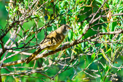 Pachycephala olivacea