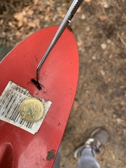 Ichneumon stramentor