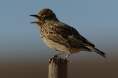 Galerida magnirostris