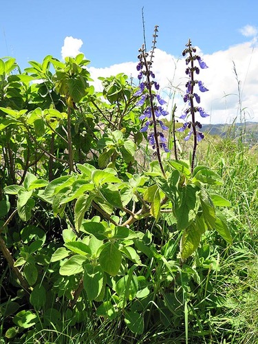 Coleus barbatus var. grandis image