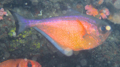 Pempheris vanicolensis