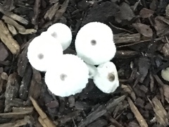 Leucocoprinus cepistipes