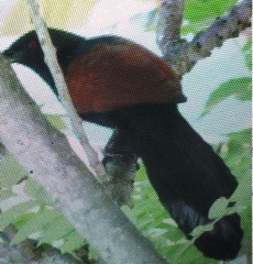 Centropus sinensis