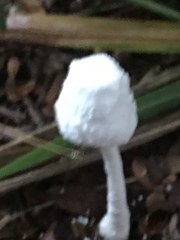 Leucocoprinus cepistipes