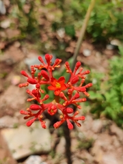 Jatropha podagrica