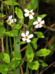 Chaenostoma floribundum