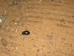 Ocnodes