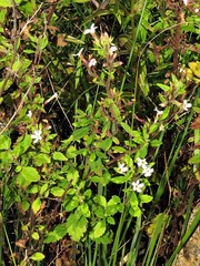 Chaenostoma floribundum