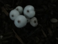 Leucocoprinus cepistipes