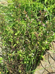 Chaenostoma floribundum