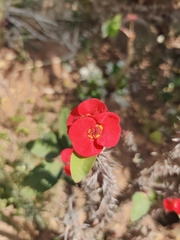 Euphorbia milii