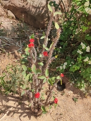 Euphorbia milii