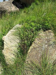 Chaenostoma floribundum