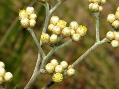 Helichrysum