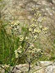 Helichrysum