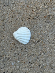 Pecten