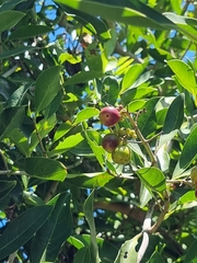 Coelospermum paniculatum