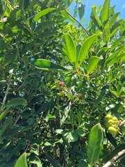 Coelospermum paniculatum