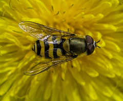 Syrphus ribesii