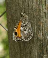 Hipparchia aristaeus