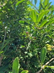 Coelospermum paniculatum