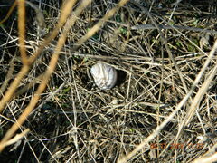 Helix albescens