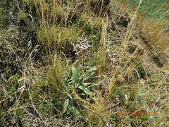 Goniolimon tataricum