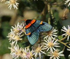 Egybolis vaillantina