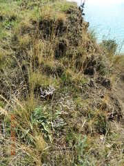 Goniolimon tataricum