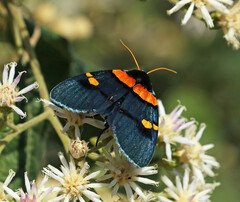 Egybolis vaillantina