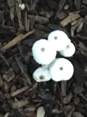 Leucocoprinus cepistipes